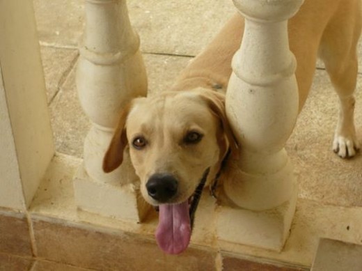 Este es mi perro ARON posando para la camara. Este es mi perro ARON posando para la camara.